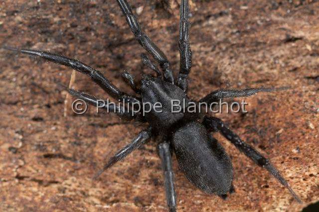 Gnaphosidae_0204.JPG - France, Araneae, Gnaphosidae, Araignée (Zelotes sp), Ground spider